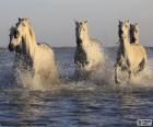 Άλογα στο νερό